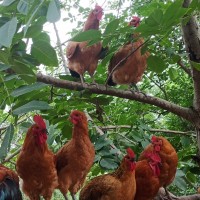 长期出售跑山鸡